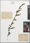 Foto von Salix myrsinifolia Salisb.